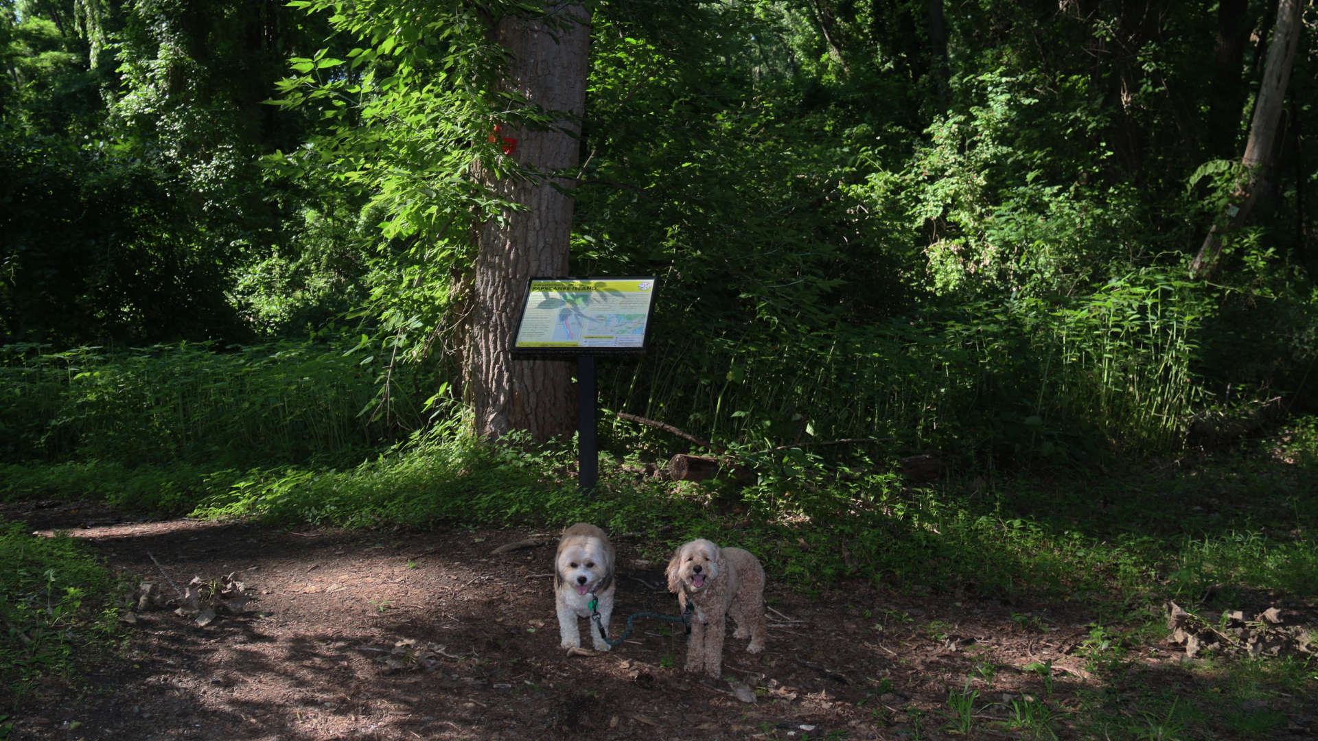Schodack29