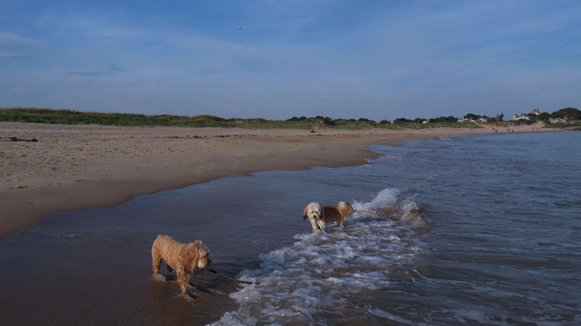 Westerly781